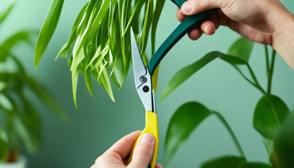 pruning indoor plants